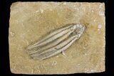 Fossil Crinoid (Scytalocrinus) - Crawfordsville, Indiana #157238-1